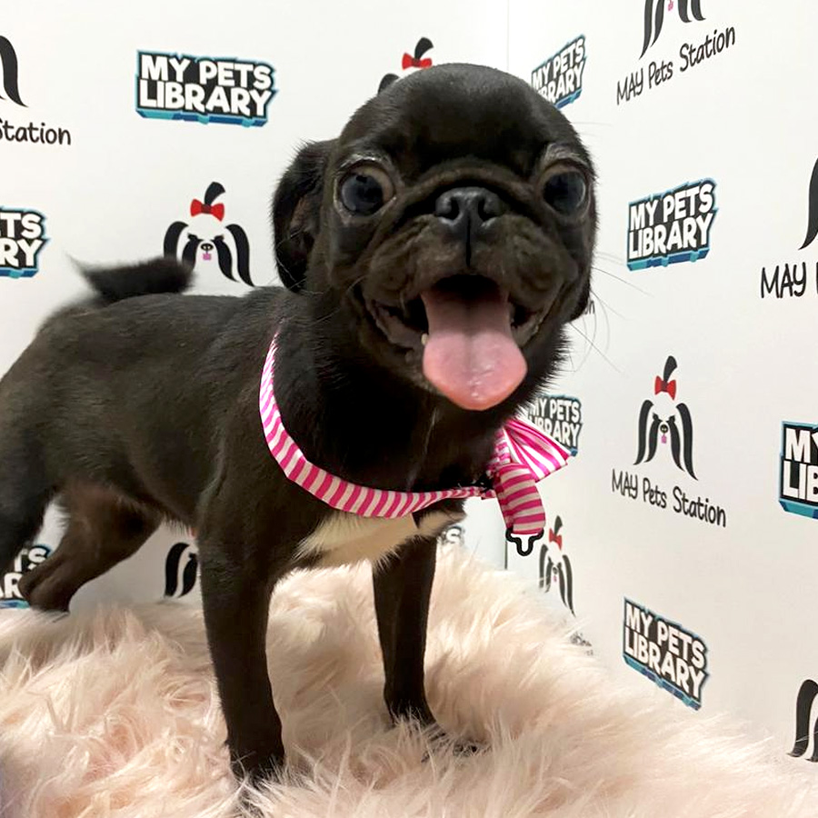 Compact Body Pug For Sale (Female)