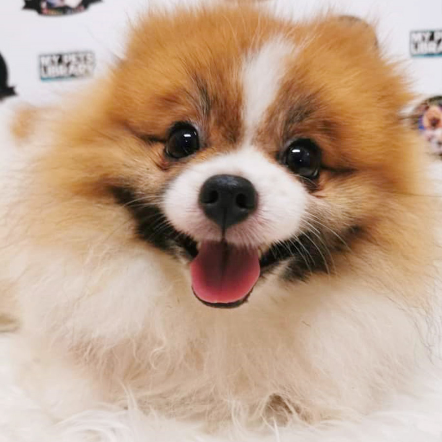 Parti Colour Champion Bloodline Pomeranian Puppy (Male) For Sale