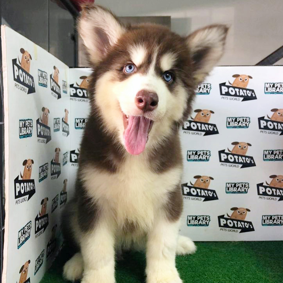 Black & White Alaskan Husky Puppy (Female) For Sale
