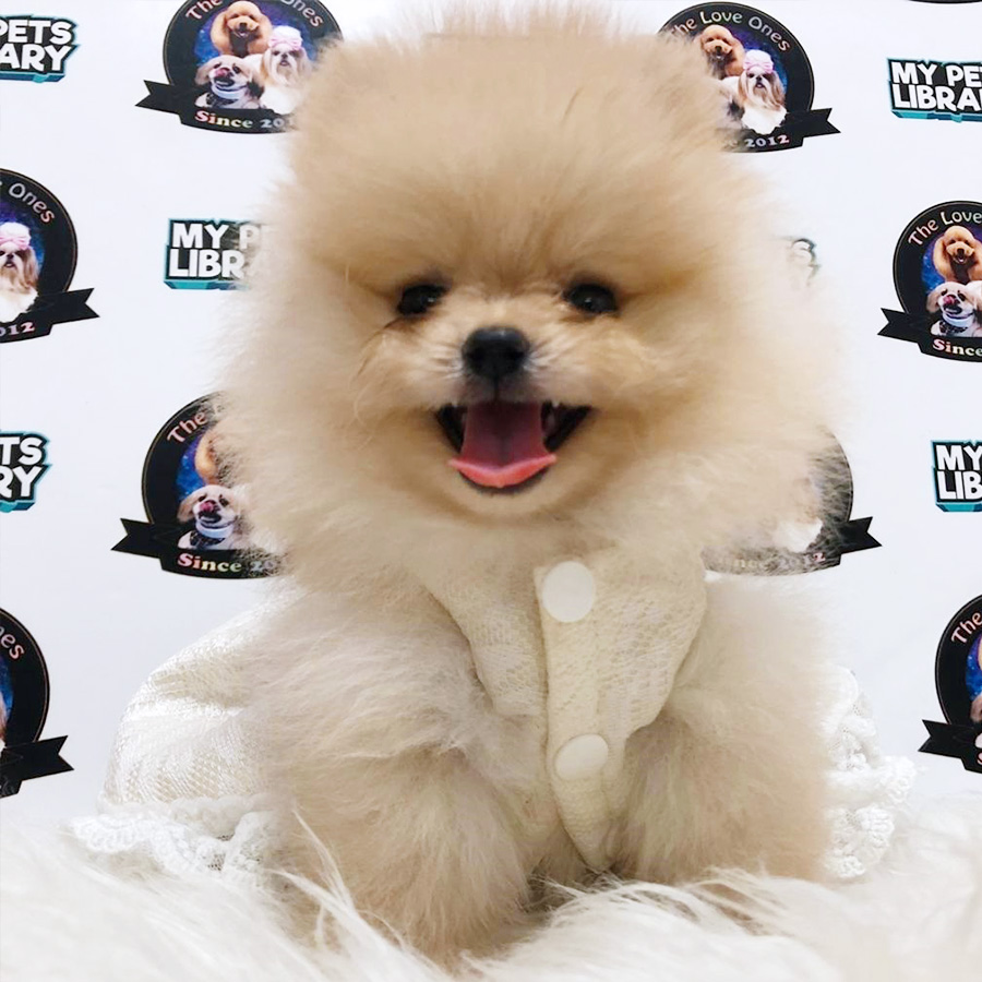 Premium Quality Tiny Bear Pomeranian Puppy (Female) For Sale