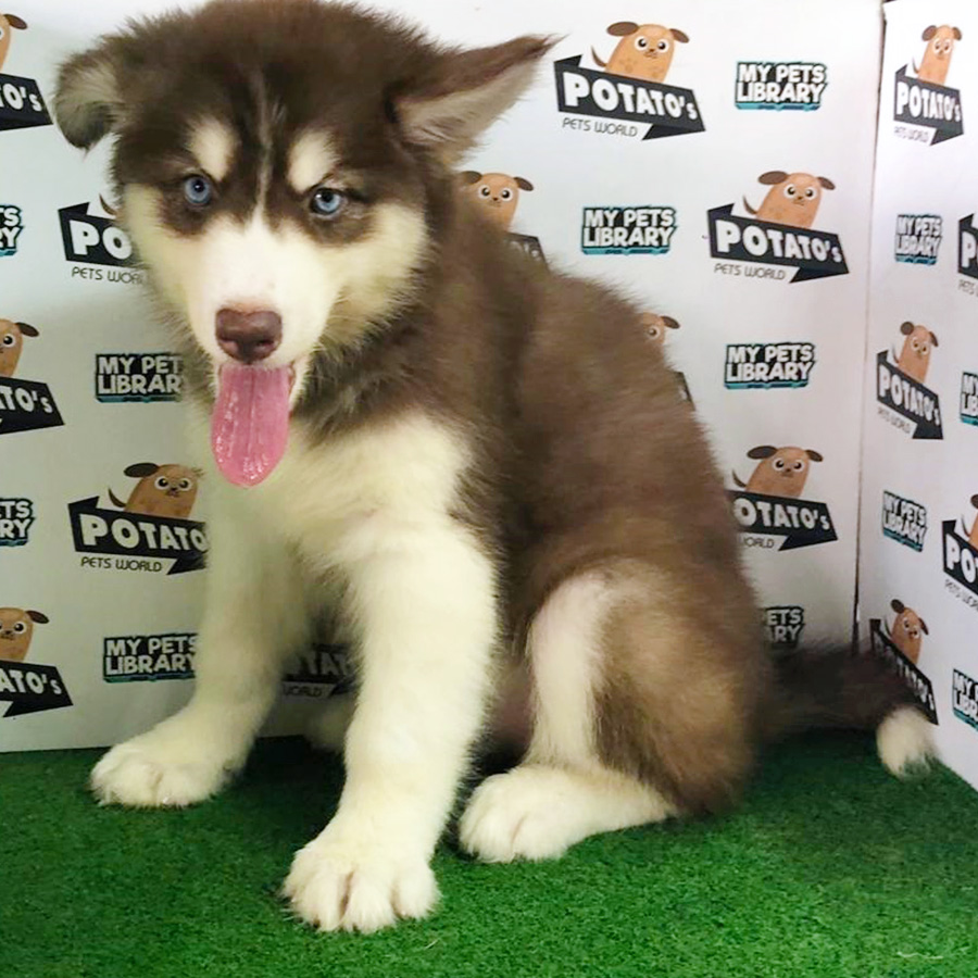 Black & White Alaskan Husky Puppy (Female) For Sale