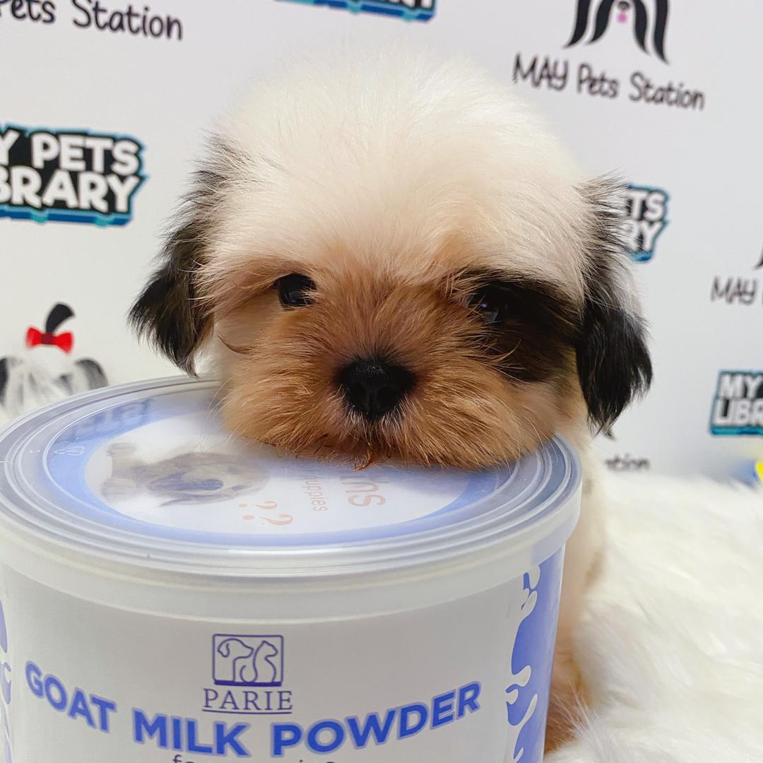 Shih Tzu Puppy (Male) For Sale