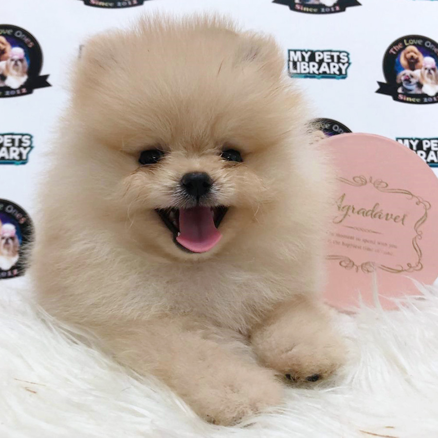 Premium Quality Tiny Bear Pomeranian Puppy (Female) For Sale