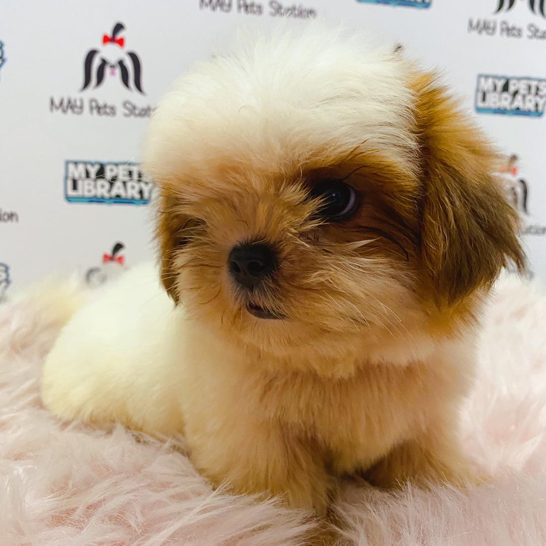 Shih Tzu Puppy (Female) For Sale