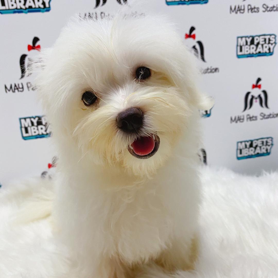 Pure White Maltese Puppy For Sale (Male)