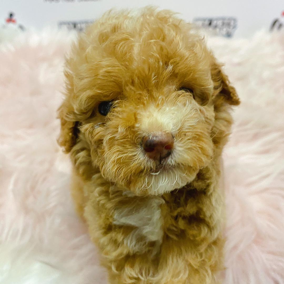 Tiny Toy Poodle Puppy For Sale (Female)