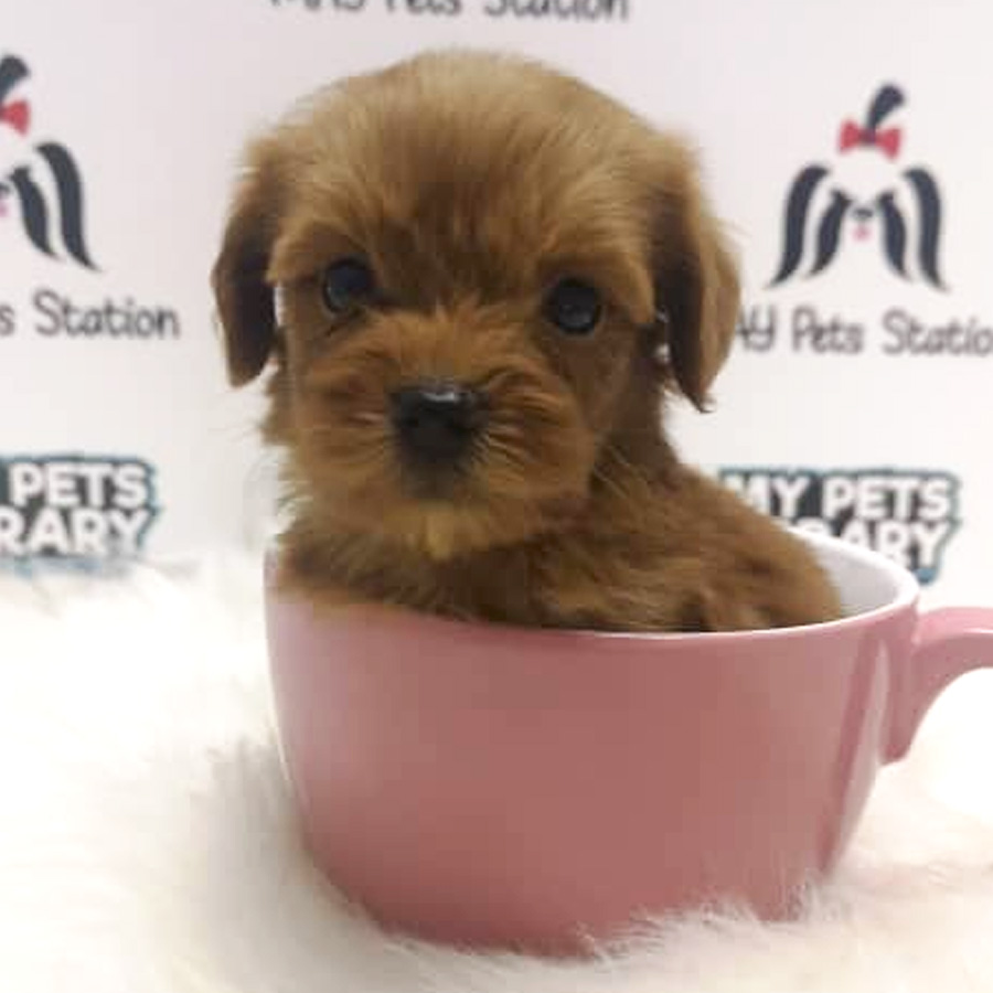 Tiny Toy Poodle Puppy For Sale (Female)