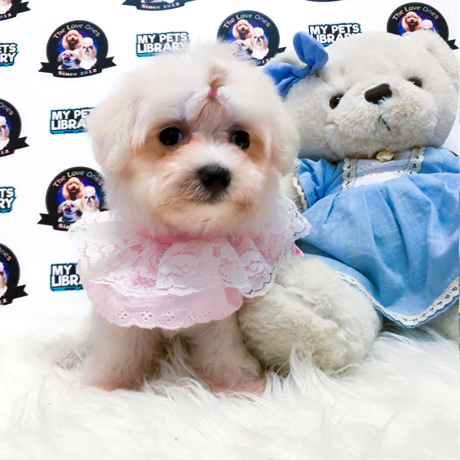 Super Short Leg Tiny Maltese Puppy For Sale
