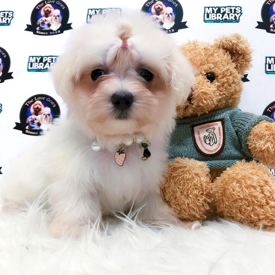 Super Short Leg Tiny Maltese Puppy For Sale