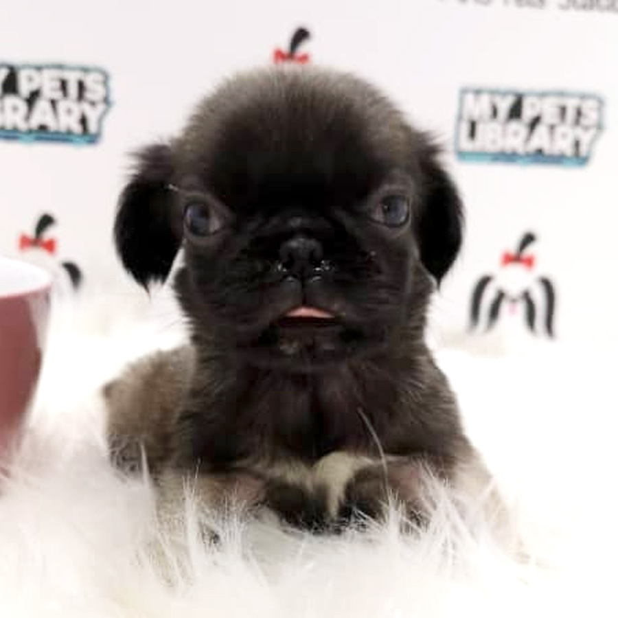MKA Pug Puppy For Sale (Male)