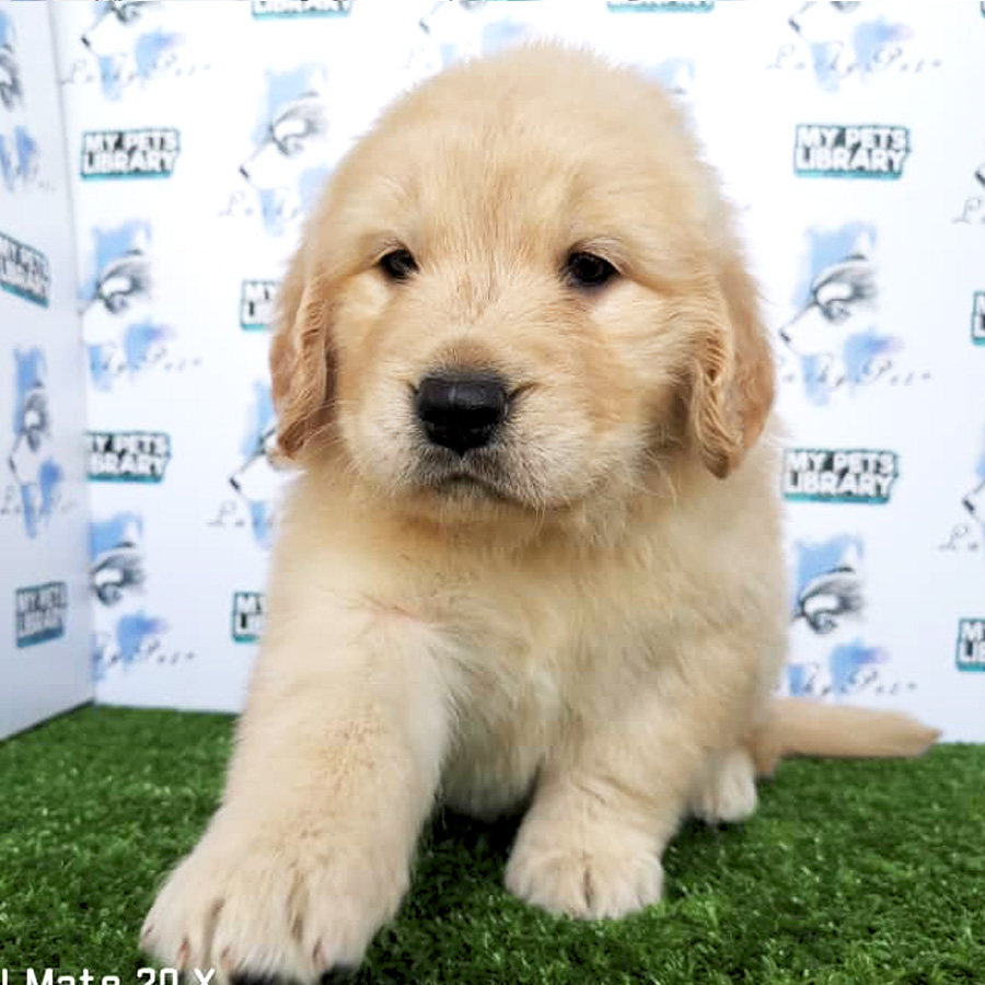Golden Retriever Puppy For Sale