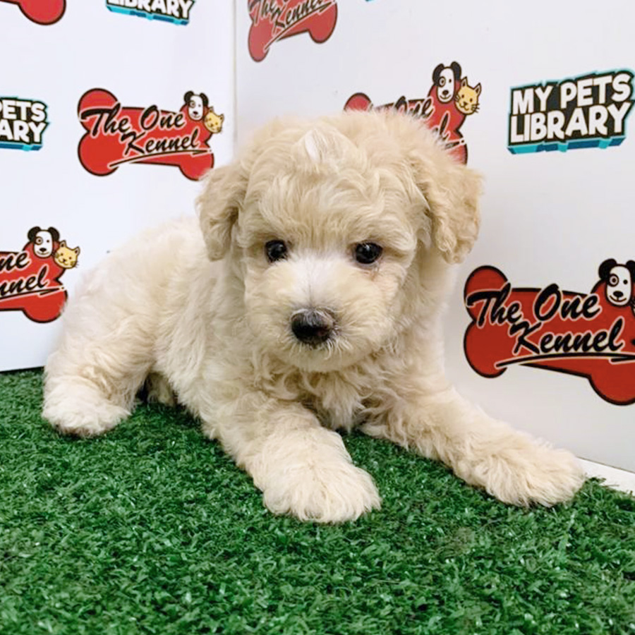 Cream Toy Poodle Puppy (Male) For Sale