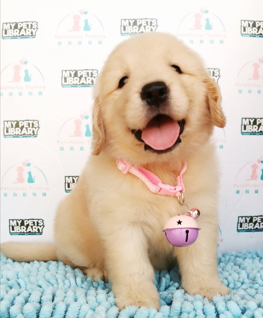 Golden Retriever Puppy (Female) For Sale