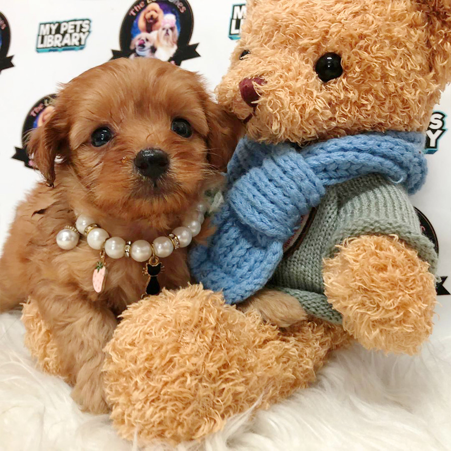 Red Toy Poodle Puppy (Female) For Sale