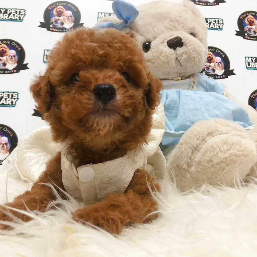 Red Tiny Toy Poodle Puppy (Female) For Sale