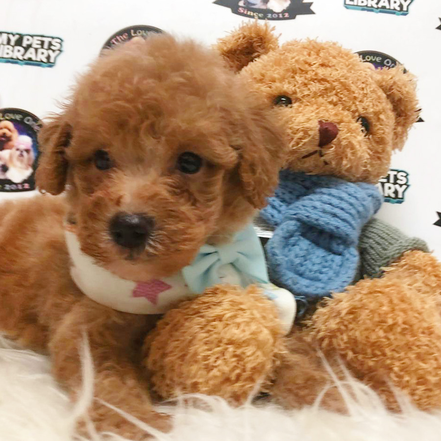 Brown Tiny Toy Poodle Puppy (Male) For Sale