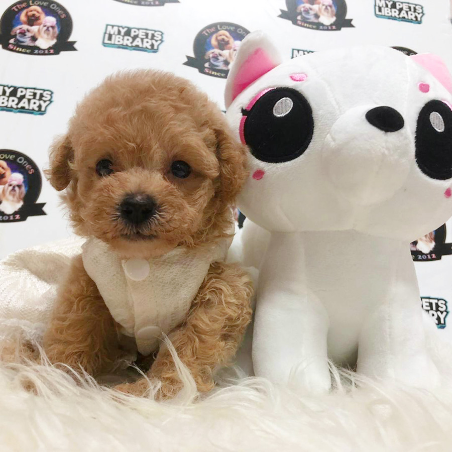 Brown Tiny Toy Poodle Puppy (Female) For Sale