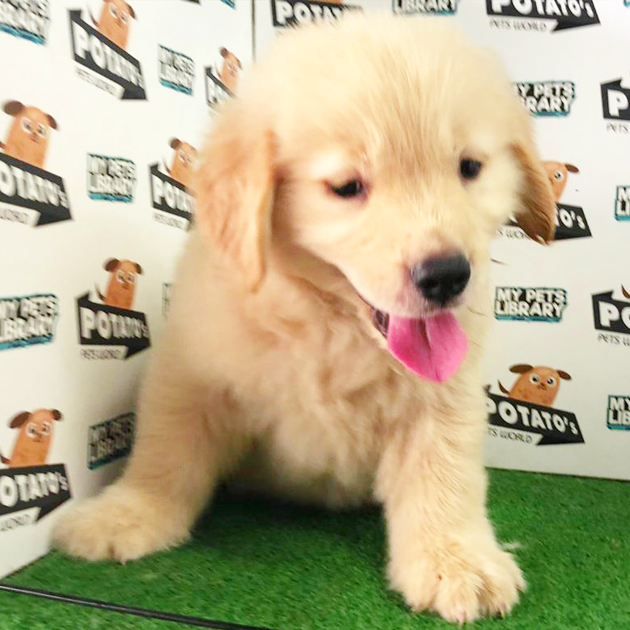 Golden Retriever Puppy (Male) For Sale
