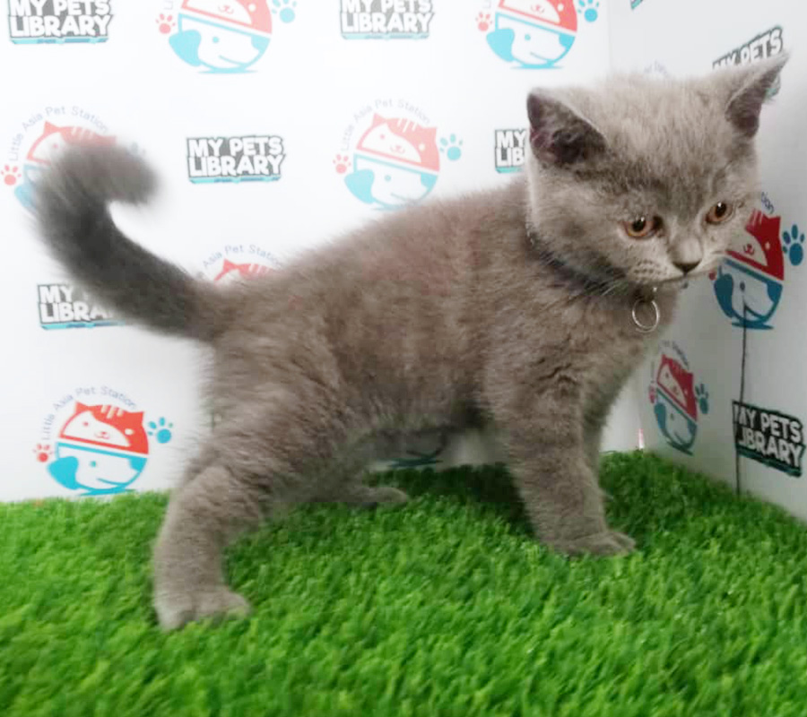 Blue British Shorthair Kitten (Male)  For Sale