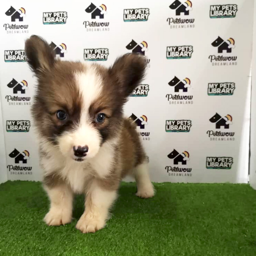 Welsh Corgi Puppy For Sale