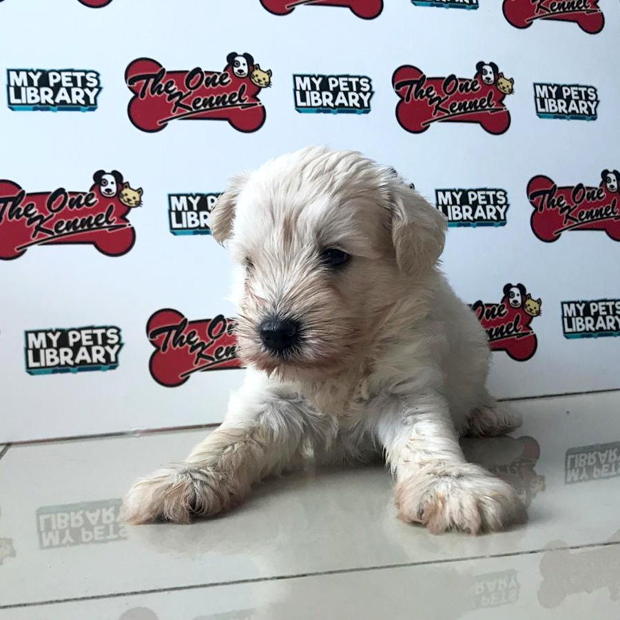 Miniature Schnauzer Puppy For Sale (Female)