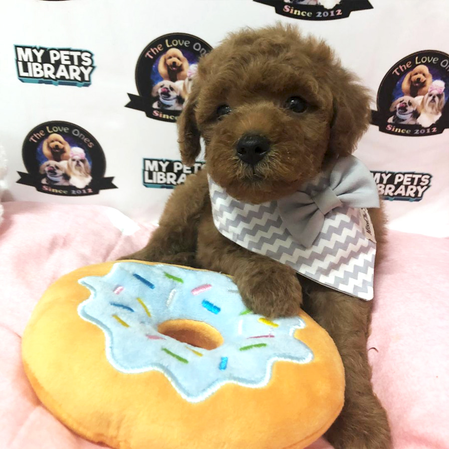 Super Red Toy Poodle Puppy For Sale (Male)