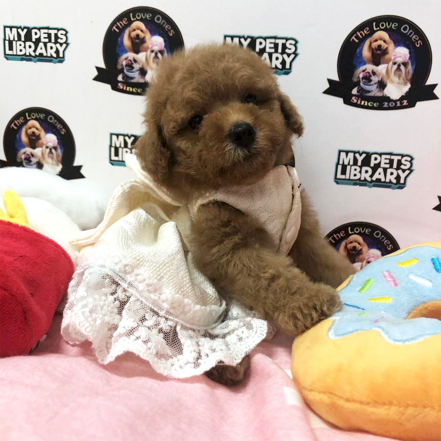 Super Tiny Bear Poodle Puppy For Sale
