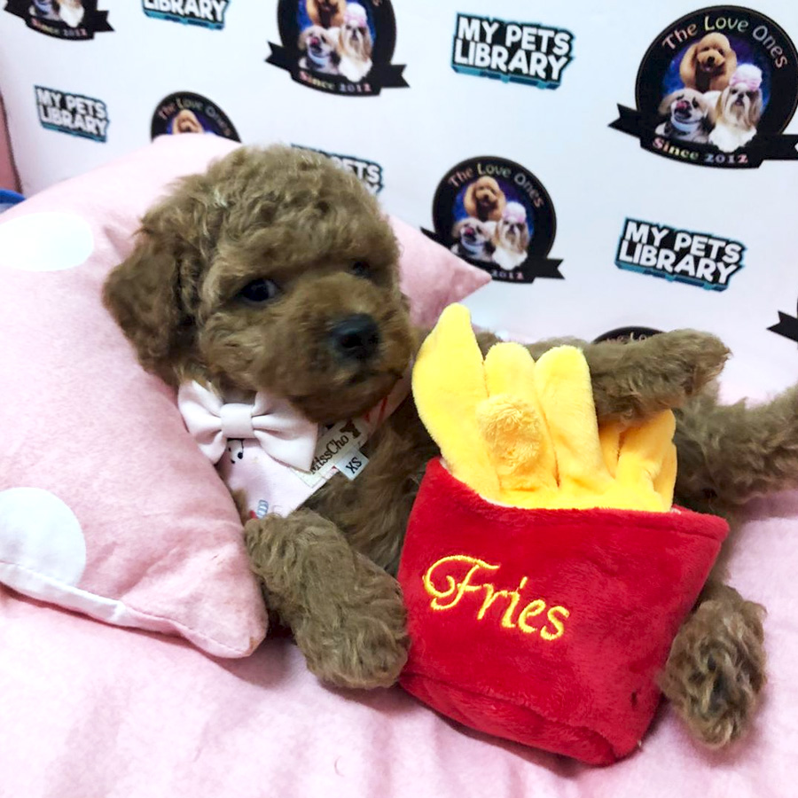 Thick Fur Toy Poodle Puppy For Sale