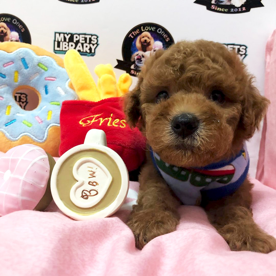 Thick Fur Toy Poodle Puppy For Sale