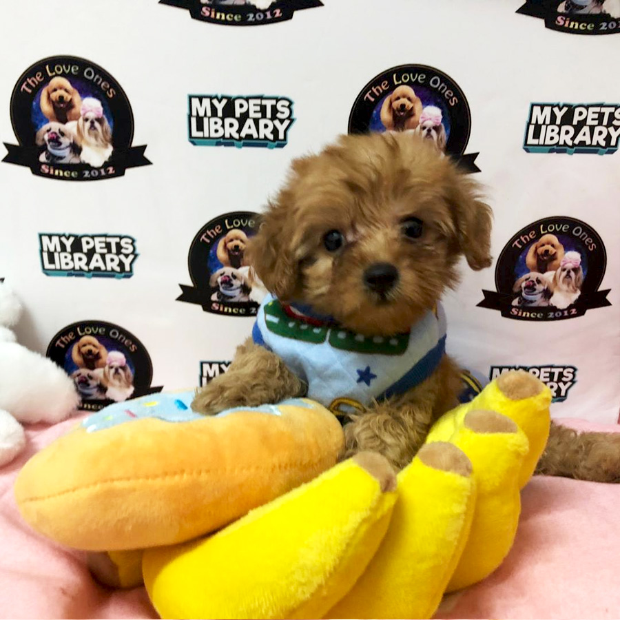 Short Leg Tiny Poodle Puppy For Sale