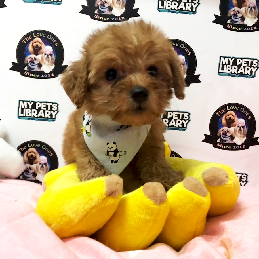 Short Leg Tiny Poodle Puppy For Sale
