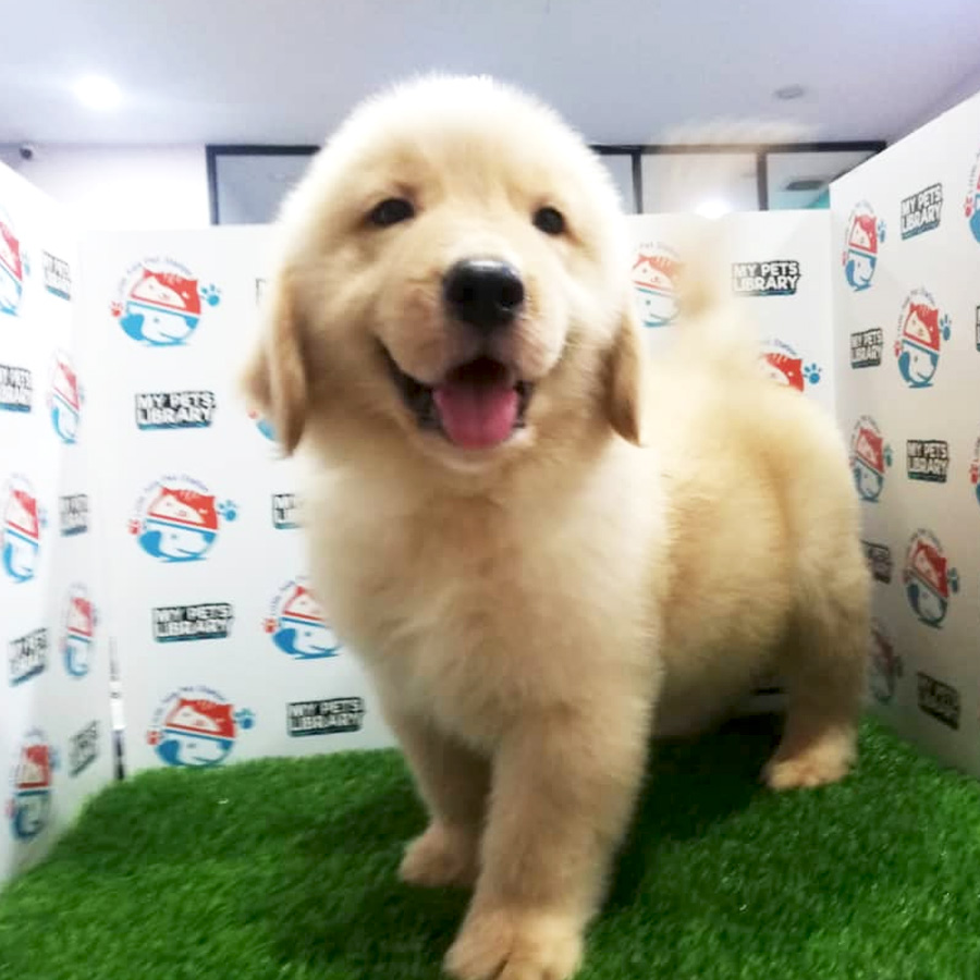 Good Quality Golden Retriever Puppy For Sale