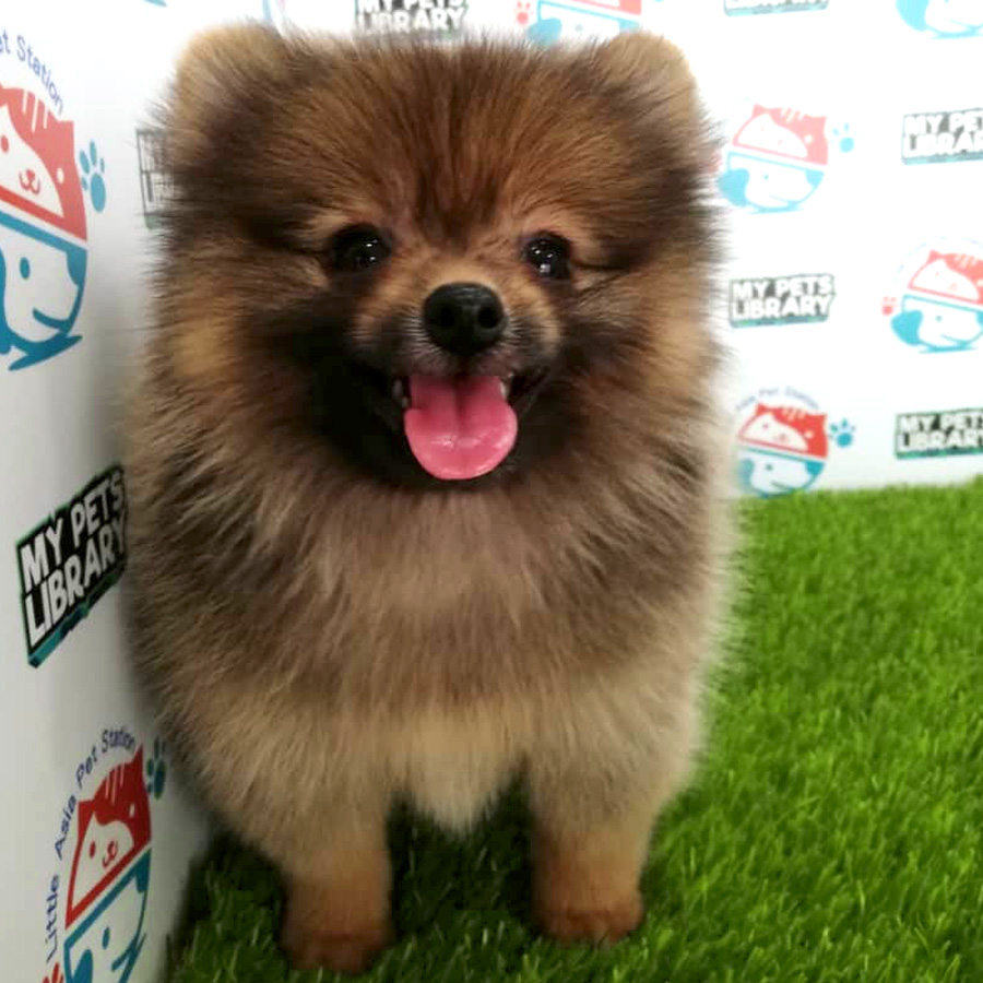 Pomeranian Puppy For Sale (Female)
