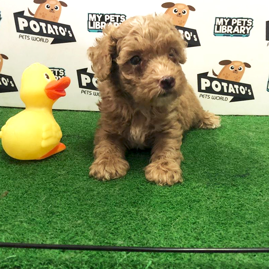 Toy Poodle Puppy For Sale
