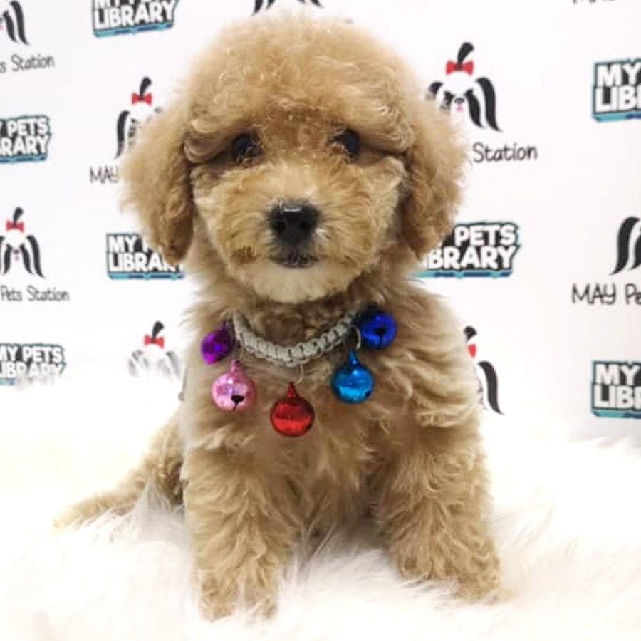 Toy Poodle Puppy For Sale (Male)