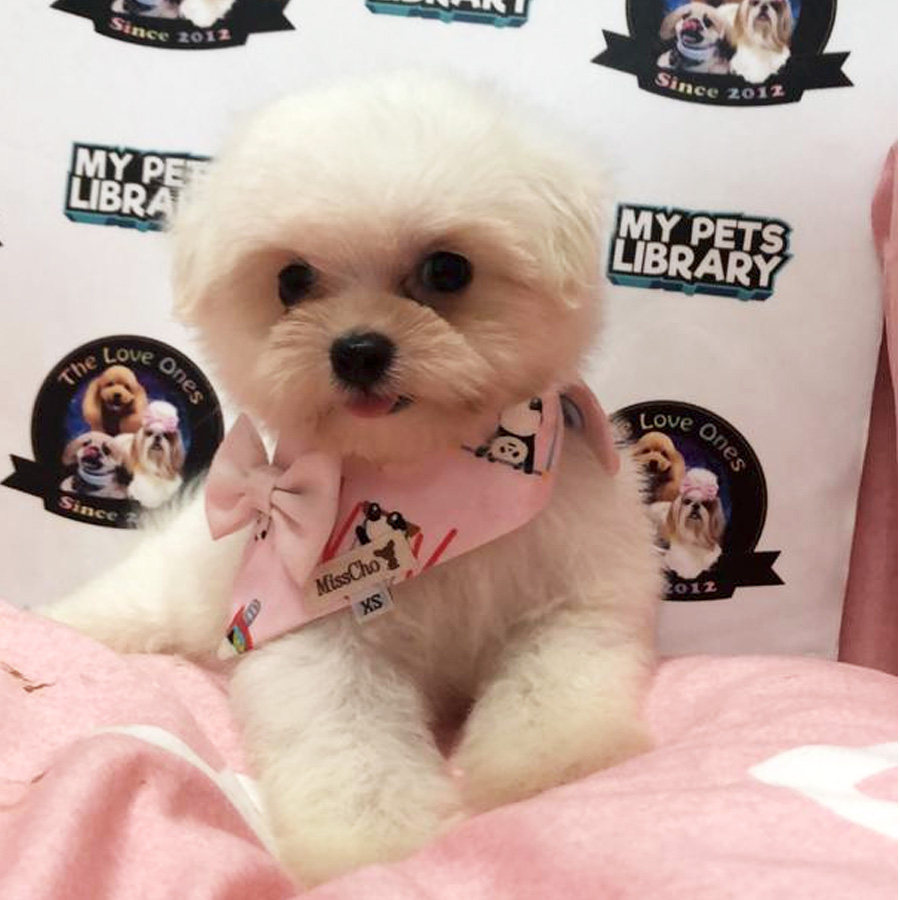 Tiny Maltese Puppy For Sale (Female)