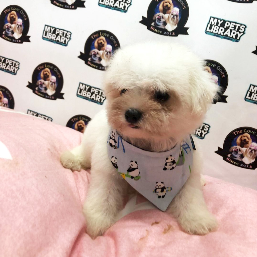 Tiny Maltese Puppy For Sale