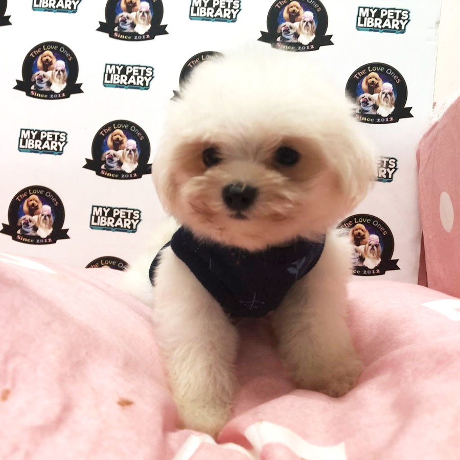 Tiny Maltese Puppy For Sale