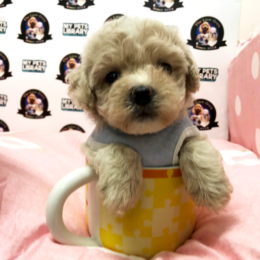Short Leg Tiny Poodle Puppy For Sale