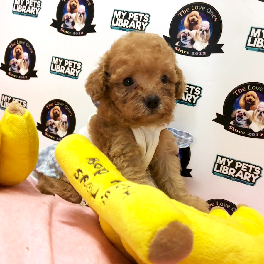 Short Leg Tiny Poodle Puppy For Sale