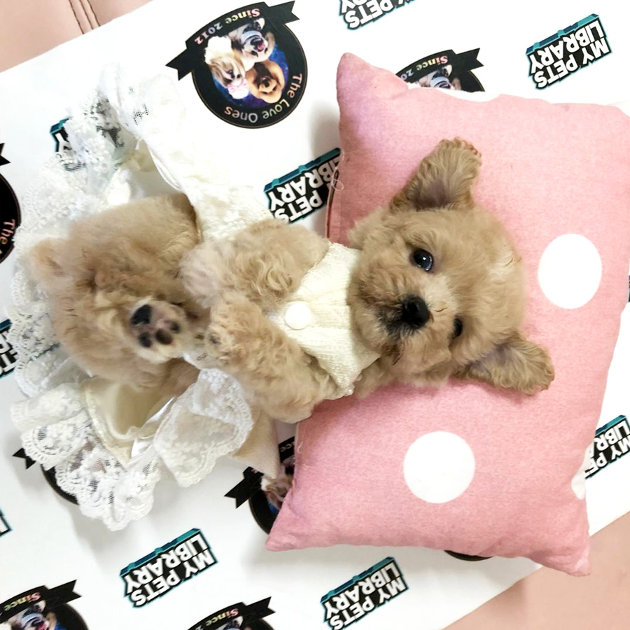 Short Leg Tiny Poodle Puppy For Sale