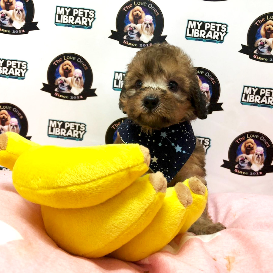 Toy Poodle Puppy For Sale