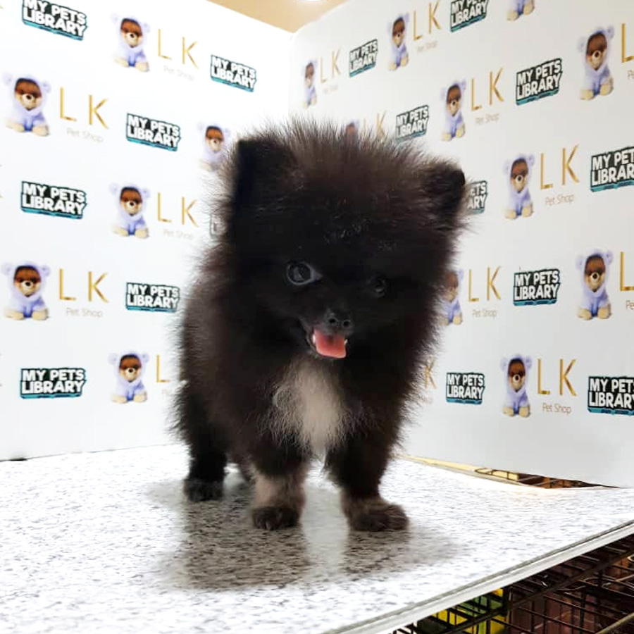 Pomeranian Puppy For Sale (Male)