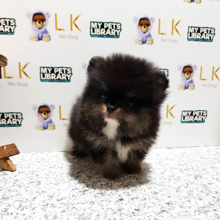 Pomeranian Puppy For Sale (Male)