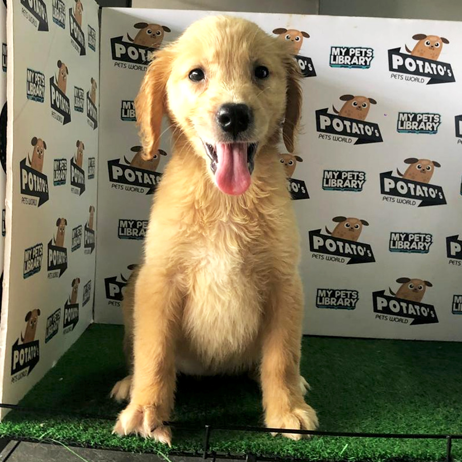Golden Retriever Puppy For Sale
