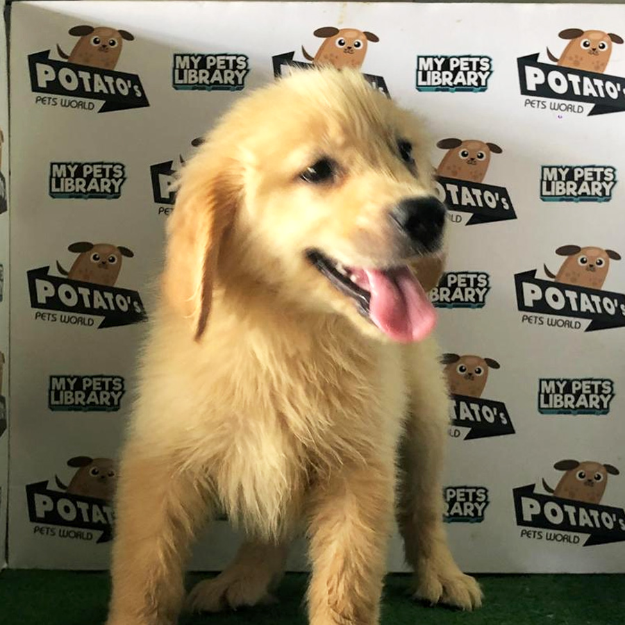 Golden Retriever Puppy For Sale