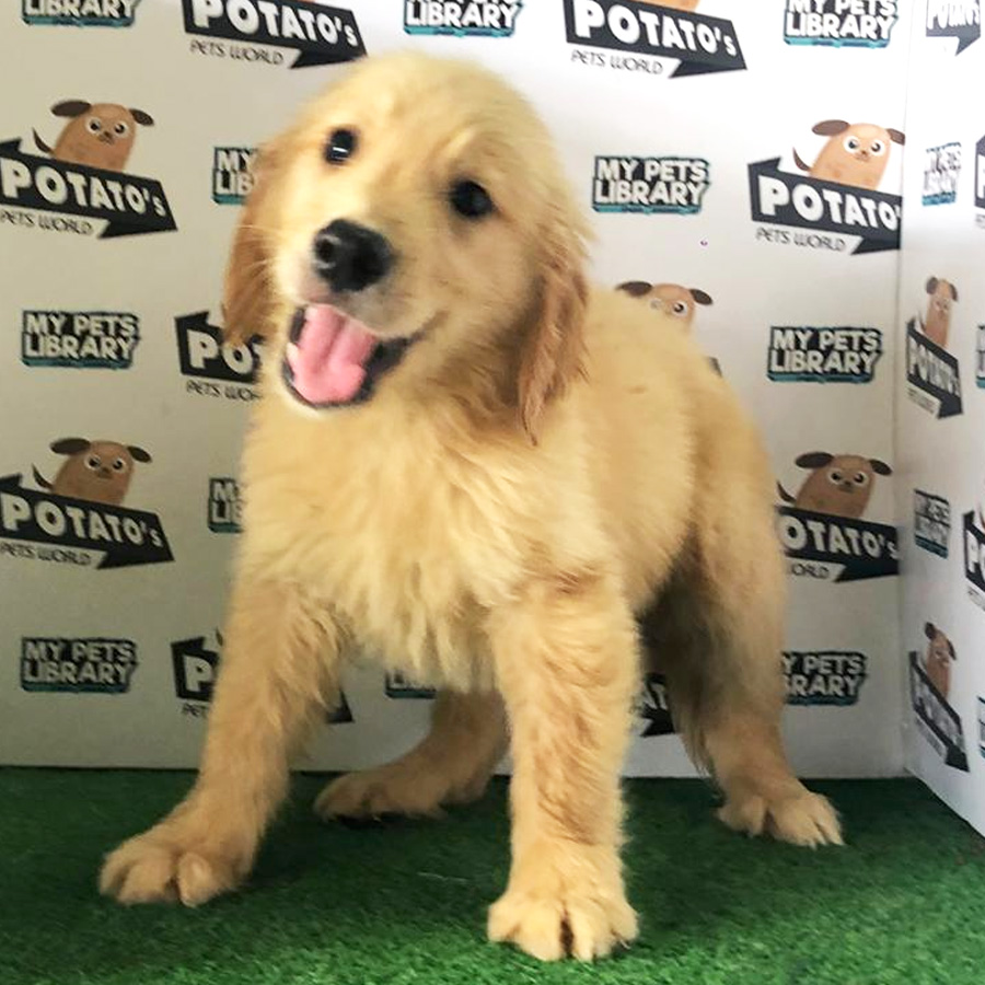 Golden Retriever Puppy For Sale (Male)