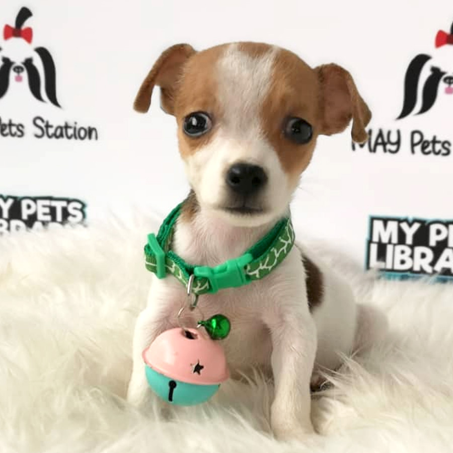 Jack Russell Terrier Puppy For Sale