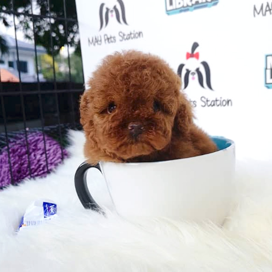 Red Tiny Poodle Puppy For Sale