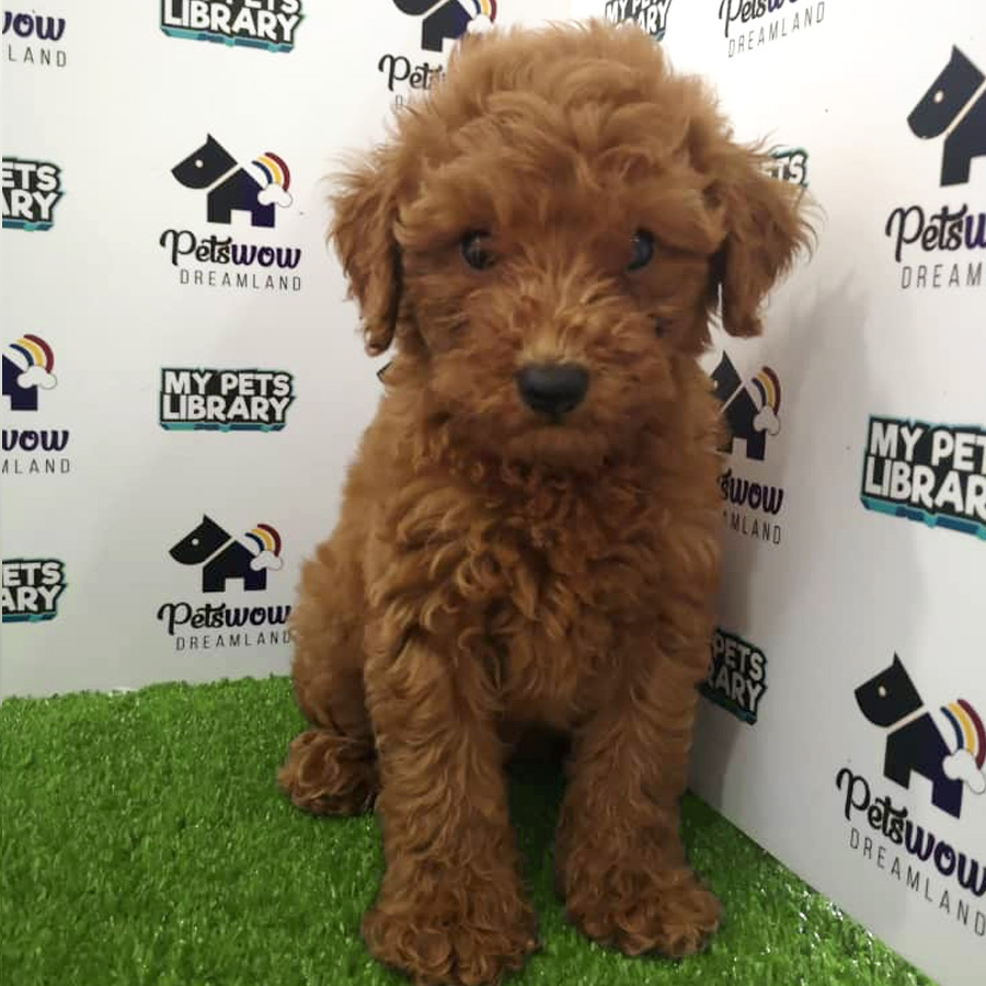 Toy Poodle Puppy For Sale